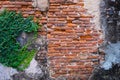 Old red brick wall texture and green leaf hanging down on it at the edge. Copy space background. Royalty Free Stock Photo