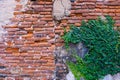 Old red brick wall texture and green leaf hanging down on it at the edge. Copy space background. Royalty Free Stock Photo