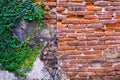 Old red brick wall texture and green leaf hanging down on it at the edge. Copy space background. Royalty Free Stock Photo