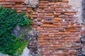 Old red brick wall texture and green leaf hanging down on it at the edge. Copy space background. Royalty Free Stock Photo