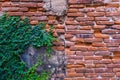 Old red brick wall texture and green leaf hanging down on it at the edge. Copy space background. Royalty Free Stock Photo