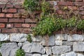 Old red brick wall texture and green leaf hanging down on it at the edge. Copy space background. Royalty Free Stock Photo