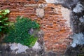 Old red brick wall texture and green leaf hanging down on it at the edge. Copy space background. Royalty Free Stock Photo