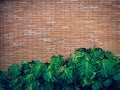 Old red brick wall texture and green leaf hanging down on it at the edge. . Nature and environment concept Royalty Free Stock Photo