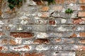 Old red bricks and stone cracked dilapidated wall with small plants background texture Royalty Free Stock Photo