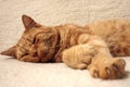 Old red cat sleeping on the sofa, paws stretched out, white background, close-up Royalty Free Stock Photo