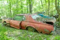 Old Red Cougar in Woods