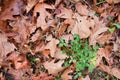 Old red fallen oak leaves and a green clover plant in an autumn field, seasonal colorful background texture photo Royalty Free Stock Photo