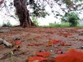 Old red flamboyant tree Royalty Free Stock Photo