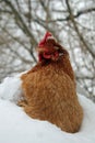 Hen covered in snow close-up Royalty Free Stock Photo