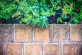 Old red laterite wall with natural green leaves frame. Green flo