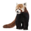 Old Red panda or Shining cat, Ailurus fulgens Royalty Free Stock Photo