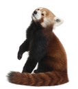 Old Red panda or Shining cat, Ailurus fulgens Royalty Free Stock Photo