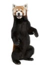 Old Red panda or Shining cat, Ailurus fulgens Royalty Free Stock Photo