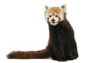 Old Red panda or Shining cat, Ailurus fulgens Royalty Free Stock Photo