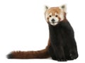 Old Red panda or Shining cat, Ailurus fulgens, 10 years old Royalty Free Stock Photo