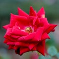Old Red Rose closeup portrait Royalty Free Stock Photo