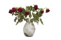 Old red roses in vase isolated on white Royalty Free Stock Photo