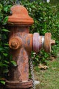 Old red rusty fire hydrant next to the green tree fence Royalty Free Stock Photo