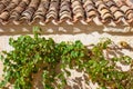 Old Red Tiles Roof And Grape Plant