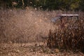 an old red tractor chopping corn in the field. mechanized agriculture in the village. maize cutter