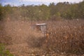 an old red tractor chopping corn in the field. mechanized agriculture in the village. maize cutter