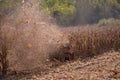 an old red tractor chopping corn in the field. mechanized agriculture in the village. maize cutter Royalty Free Stock Photo