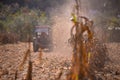 an old red tractor chopping corn in the field. mechanized agriculture in the village. maize cutter Royalty Free Stock Photo