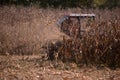 an old red tractor chopping corn in the field. mechanized agriculture in the village. maize cutter Royalty Free Stock Photo