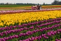 Field of Spring Tulips Blooming with an old tractor in the field. Royalty Free Stock Photo