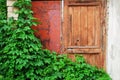 Old red vintage door next to a wall of green ivy Royalty Free Stock Photo