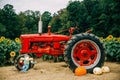 Old red vintage tractor in a sunflower field Royalty Free Stock Photo