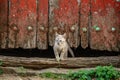 Old red wooden door and kitten under it Royalty Free Stock Photo