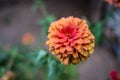 old red zinnia or beautiful zinnia in the flower garden Royalty Free Stock Photo