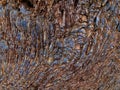 Old redwood bark with shallow texture Royalty Free Stock Photo