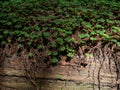 Old Redwood log covered with Clover Royalty Free Stock Photo