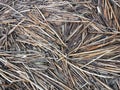 Old reed plant pieces near lake Royalty Free Stock Photo