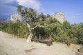 Old relict tree juniper