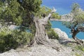 Old relict treelike juniper with curved trunk