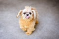 Old rescue dog with a Mohawk Royalty Free Stock Photo