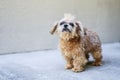 Old rescue dog with a Mohawk Royalty Free Stock Photo