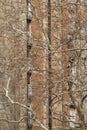 Old residential building seen through the branches of a large deciduous maple tree