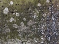Old retro concentrate wall with dirty texture for 3D rendering for architecture