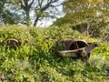 An old retro rusted farm machine plow on the ground unused