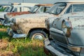 Old retro rusty abandoned cars in high green grass, cemetery of vintage autos Royalty Free Stock Photo