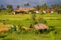 An old rickety straw hut of field workers stands in a rice paddy on the island of Bali. Panorama of the amazing landscape of Asian Royalty Free Stock Photo