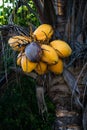 Old ripe coconut tree with yellow bunch of coconuts Royalty Free Stock Photo