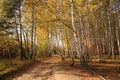 Old road in autumn birchwood Royalty Free Stock Photo