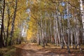 Old road in autumn birchwood Royalty Free Stock Photo