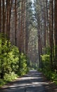 The old road through the forest. Royalty Free Stock Photo